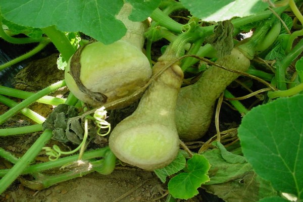 pear-shaped zucchini description of the variety reviews photo