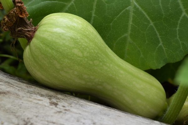 pear-shaped zucchini description of the variety reviews photo