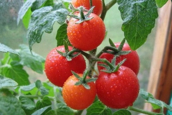 alimente os tomates