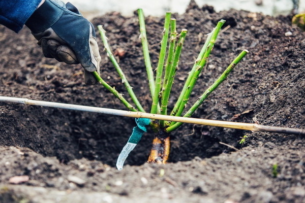 How to transplant a rose: what time can you transplant