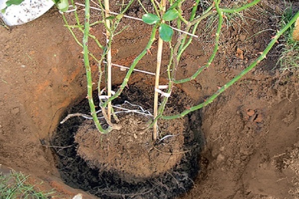 Rose transplant: can a blooming rose be transplanted? How to do it right