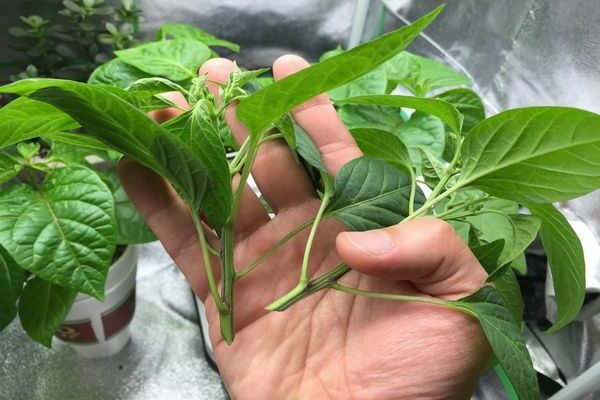 How to pinch peppers
