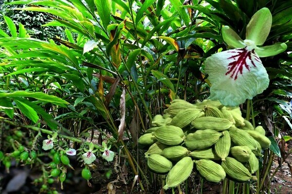 cardamom