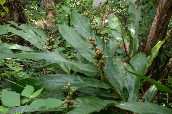 cardamom