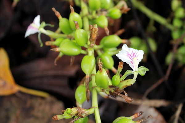 cardamom