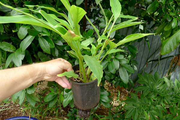 cardamom