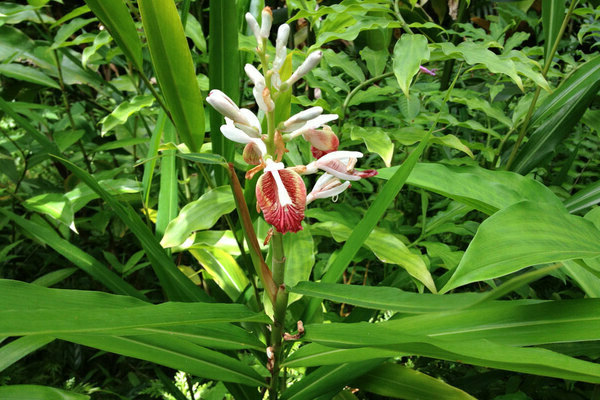 cardamom