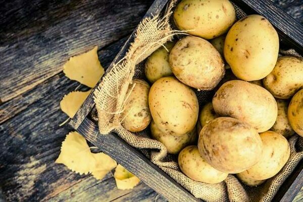 variedades de batata