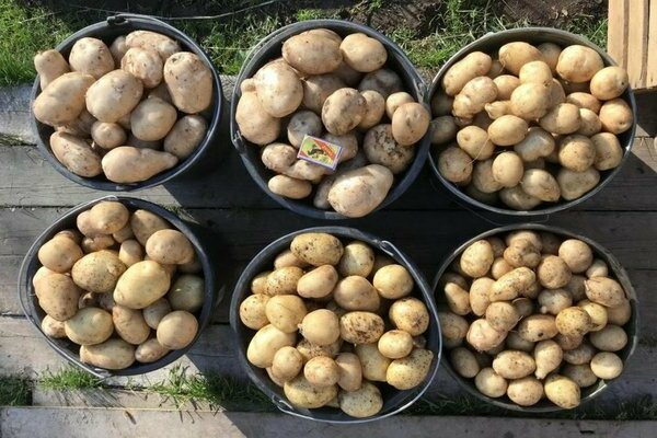 Potato variety Wizard