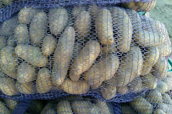 Pommes de terre Grenade: une description des avantages et des inconvénients