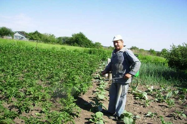 Pommes de terre Grenade: description, photo du contrôle des maladies