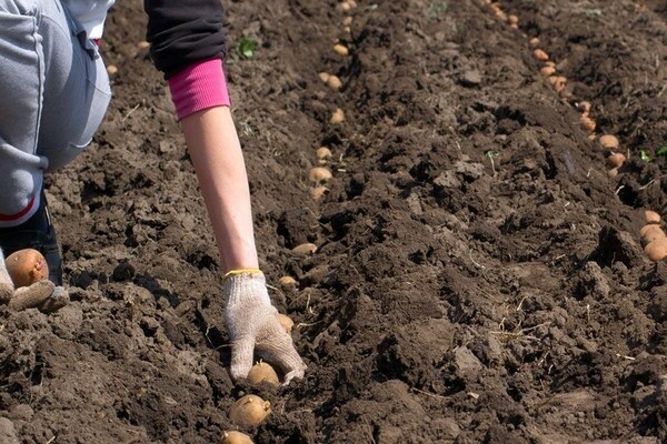 Quelles sont les dates de plantation de la variété de pomme de terre Karatop