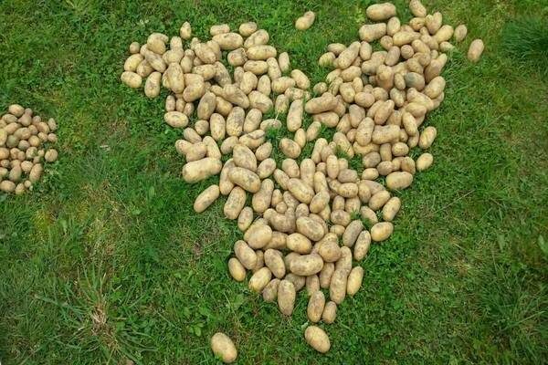 potatoes queen anna