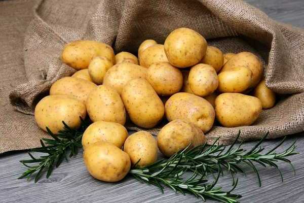 Pommes de terre Nevsky: une description des avantages et des inconvénients de la variété