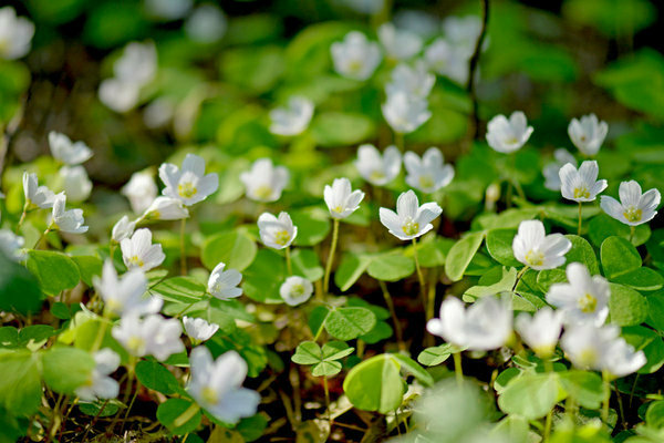 Oxalis gewöhnlich