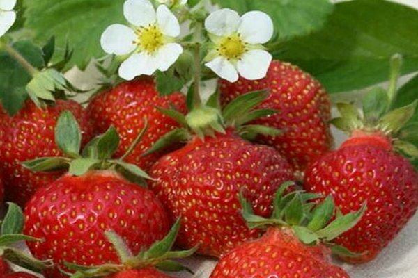 strawberry crown