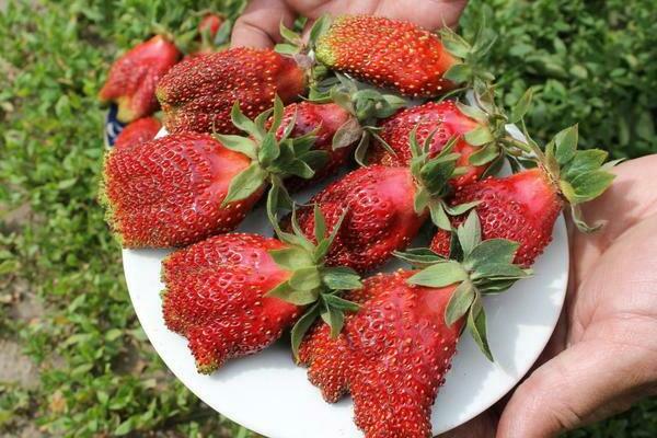 marchand de fraises