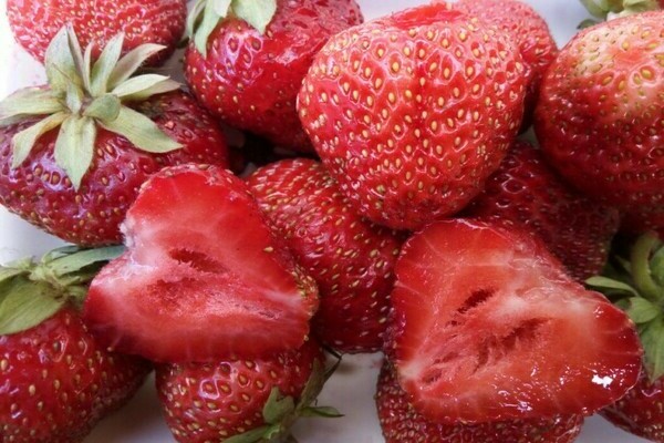 Fraise Victoria: description de la variété, origine