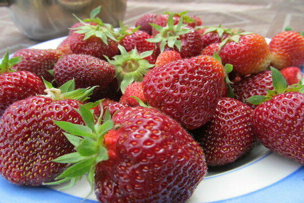 Strawberry Victoria: une description de l'histoire