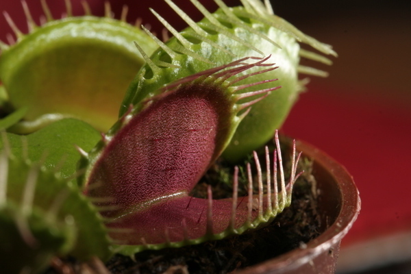 indoor predatory plants