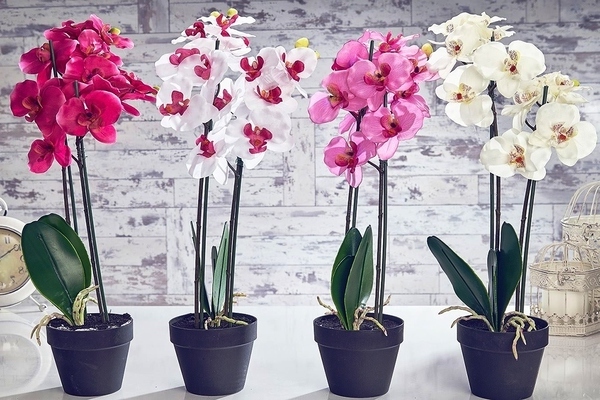 indoor orchid