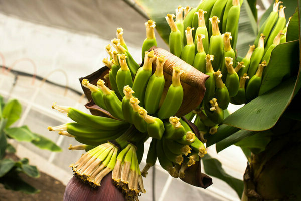 indoor banana