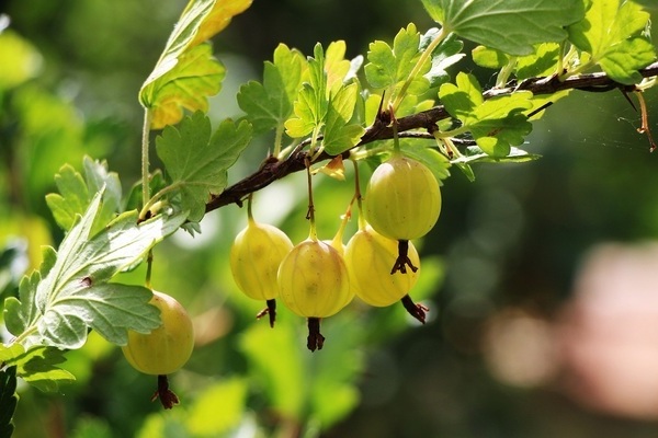 Planting gooseberries