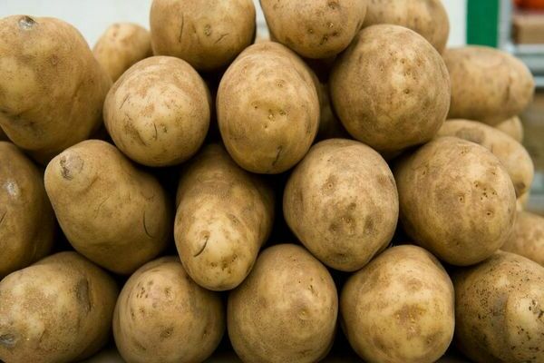 variedades de batata