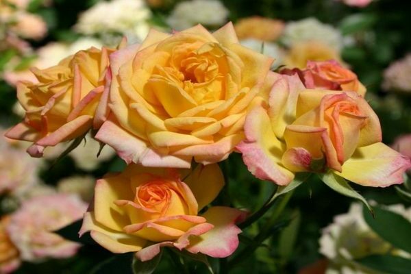 variétés de roses