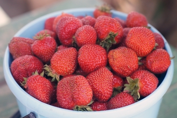 strawberry lord