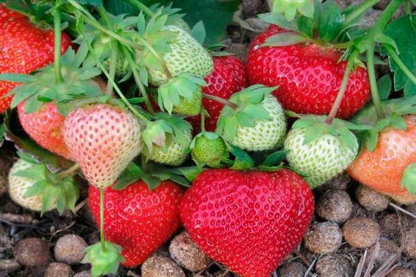 strawberry lord