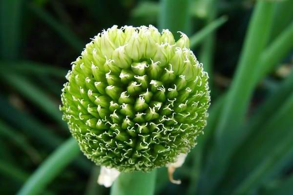 Bunch onion seeds