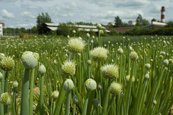 Batun onion care