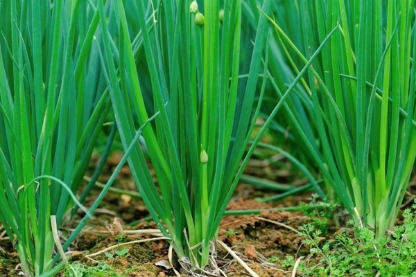 Bunching onion planting