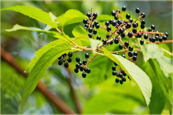 maaka aux cerises des oiseaux