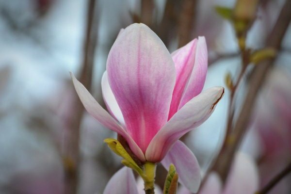 magnolia flower