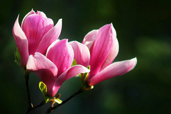 magnolia tree pictures