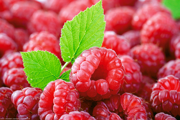 propriétés utiles des framboises