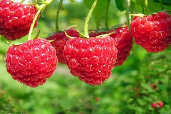 propriétés utiles des framboises