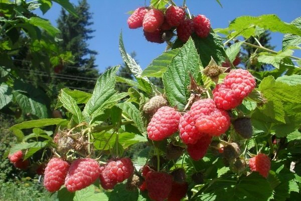 framboise beauté de russie