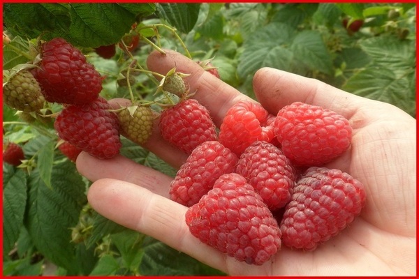 framboise beauté de russie