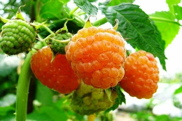 raspberry yellow giant