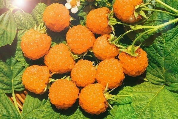 raspberry yellow giant