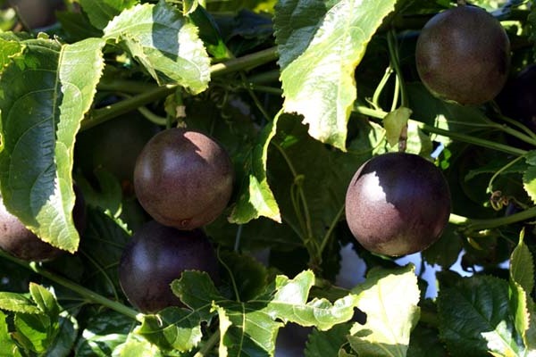 fruit de la passion