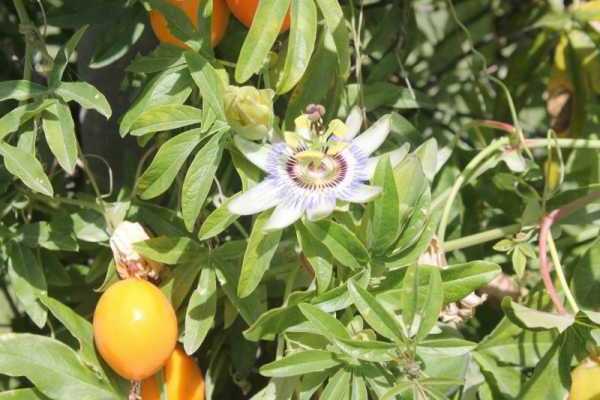 fruits de la passion photo