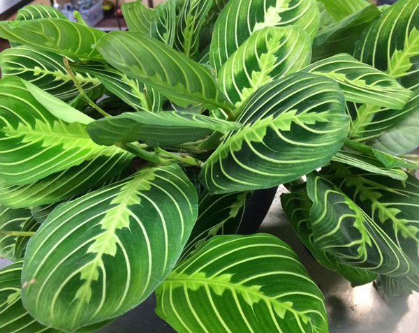 arrowroot photo
