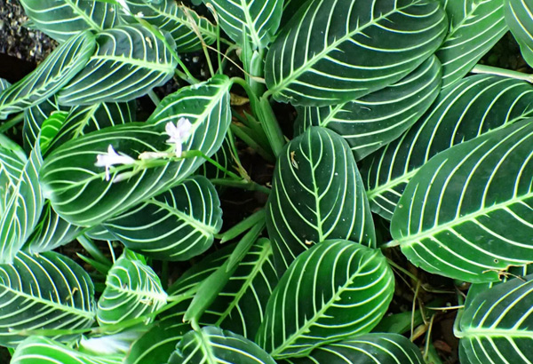 arrowroot care