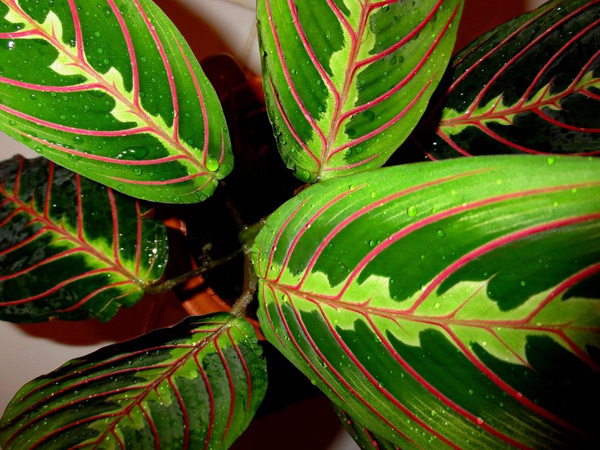 arrowroot photo