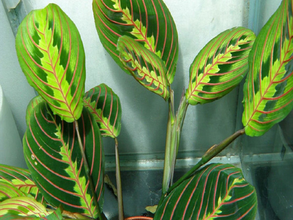 arrowroot care
