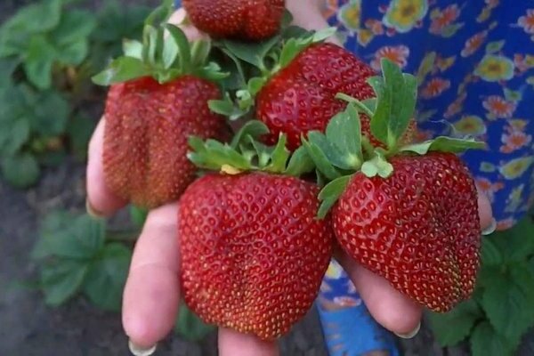 Strawberry, grade Marshal: characteristics